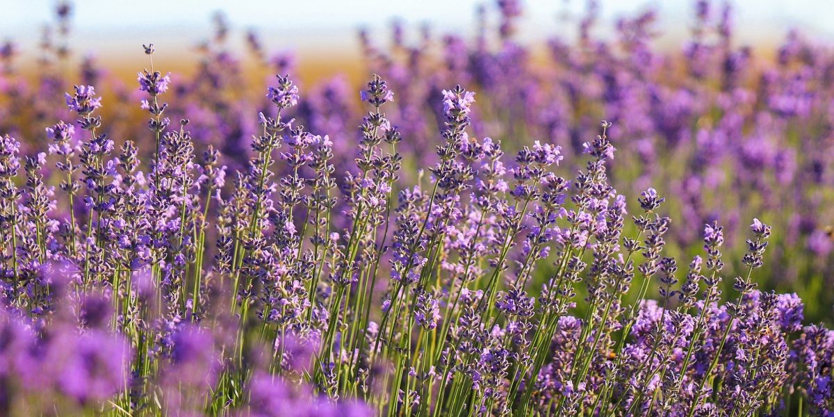 lavender-g5a0d88fdc_1920