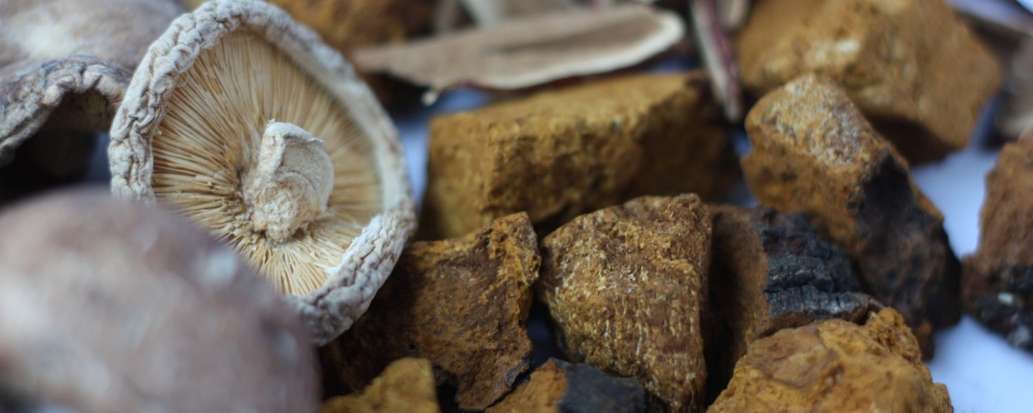 mushrooms-gd9c04c5b0_1920 mushrooms-gd9c04c5b0_1920